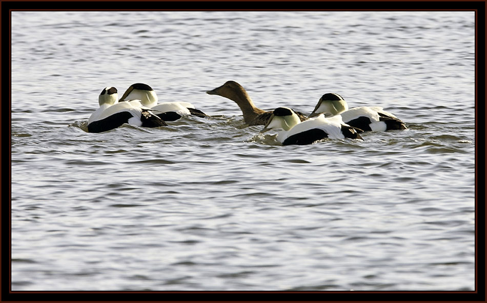 Common Eiders - Phippsburg, Maine