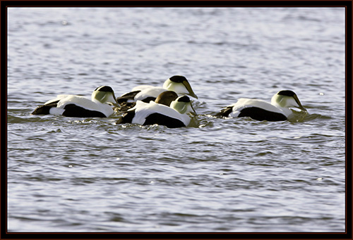 Common Eiders - Phippsburg, Maine