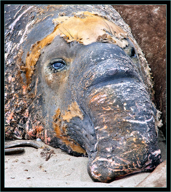 Molting Male Elephant Seal - Piedras Blancas Rookery, California