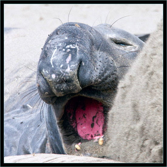 Male Elephant Seal - Piedras Blancas Rookery, California