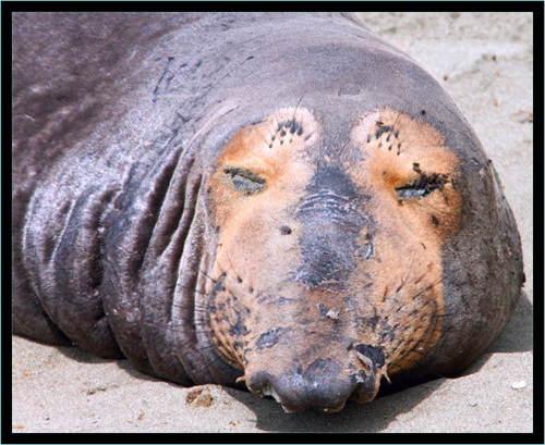 Elephant Seal - Piedras Blancas Rookery, California