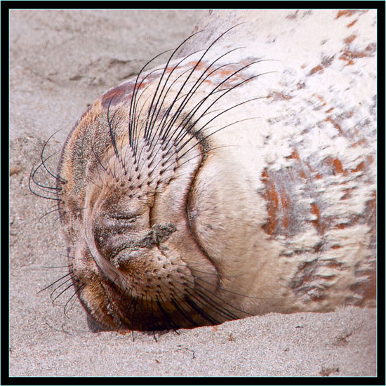 Beach R&R - Piedras Blancas Rookery, California