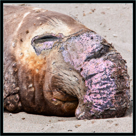 Male Elephant Seal - Piedras Blancas Rookery, California