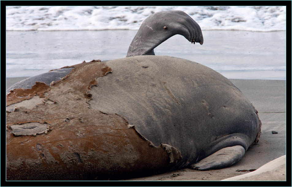 Molting Male - Piedras Blancas Rookery, California