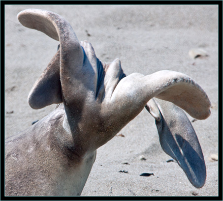 Elephant Seal Tail - Piedras Blancas Rookery, California