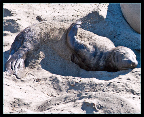 Pup and Sand - Piedras Blancas Rookery, California 