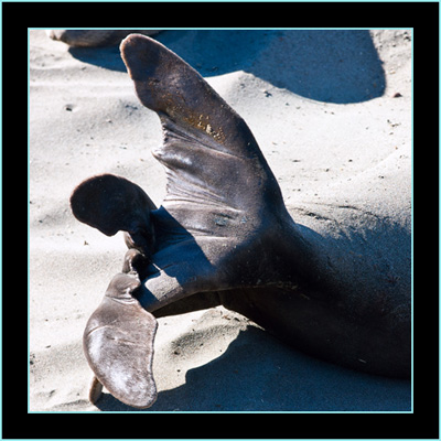 Seal Tail - Piedras Blancas Rookery, California 