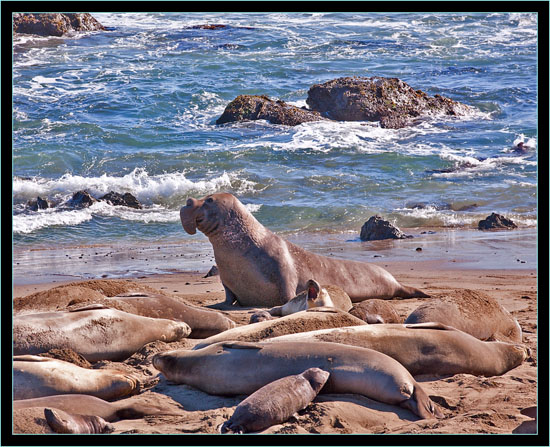 Rookery View - Piedras Blancas Rookery, California