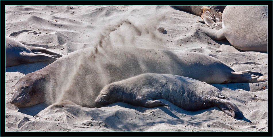 Pup and Sand - Piedras Blancas Rookery, California 