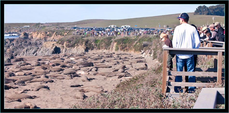 Rookey from the Boardwalk - Piedras Blancas Rookery, California 