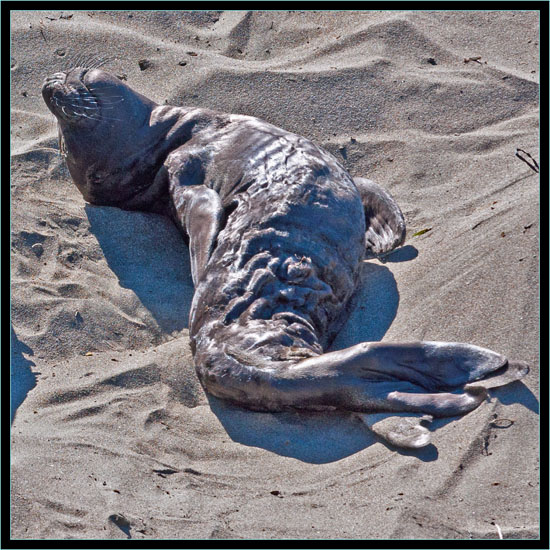 Elephant Seal Newborn - Piedras Blancas Rookery, California