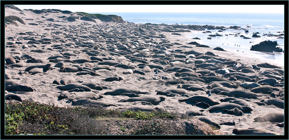 The Rookey in January - Piedras Blancas Rookery, California 