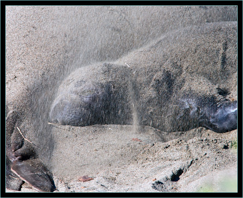 Pup and Sand - Piedras Blancas Rookery, California 