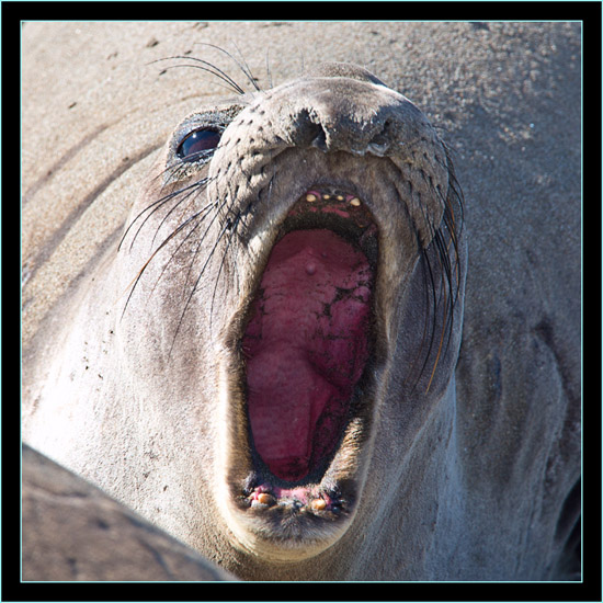 Sounding Off - Piedras Blancas Rookery, California