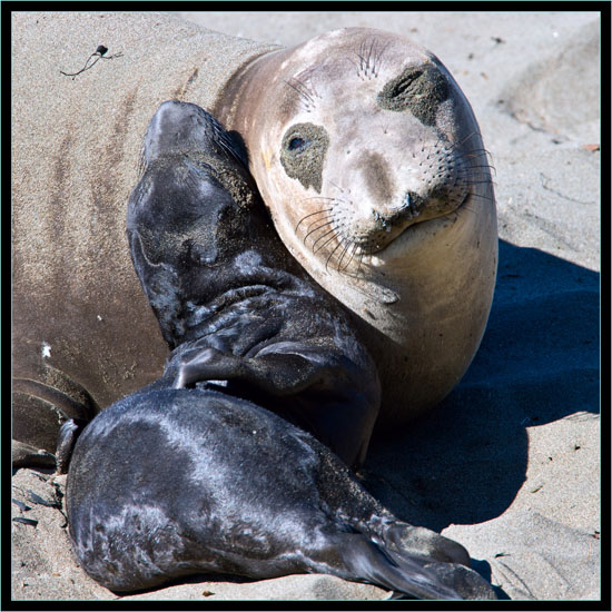 Mother and Pup - Piedras Blancas Rookery, California