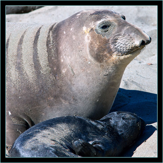 Mother and Pup - Piedras Blancas Rookery, California