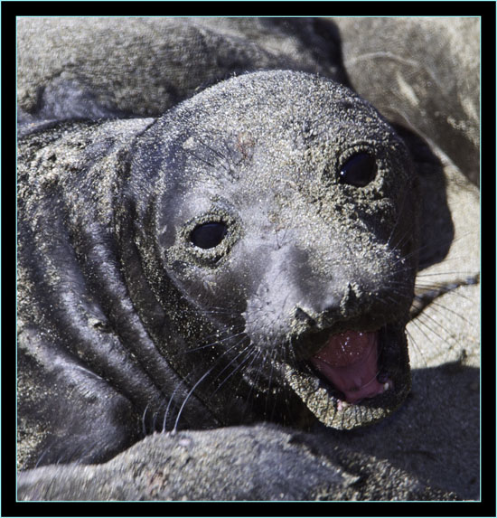 Elephant Seal Pup - Piedras Blancas Rookery, California