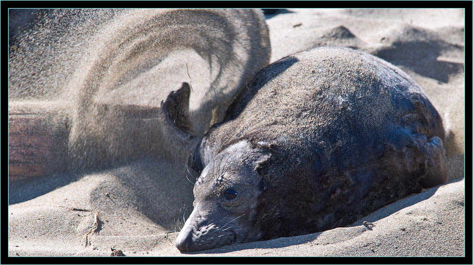 Pup and Sand - Piedras Blancas Rookery, California 