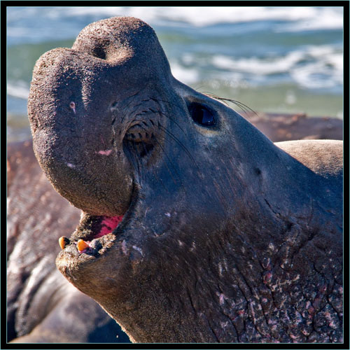 Male Elephant Seal - Piedras Blancas Rookery, California 