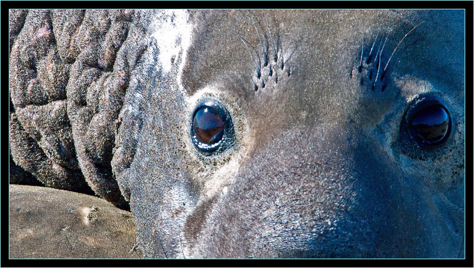 Male Elephant Seal - Piedras Blancas Rookery, California 