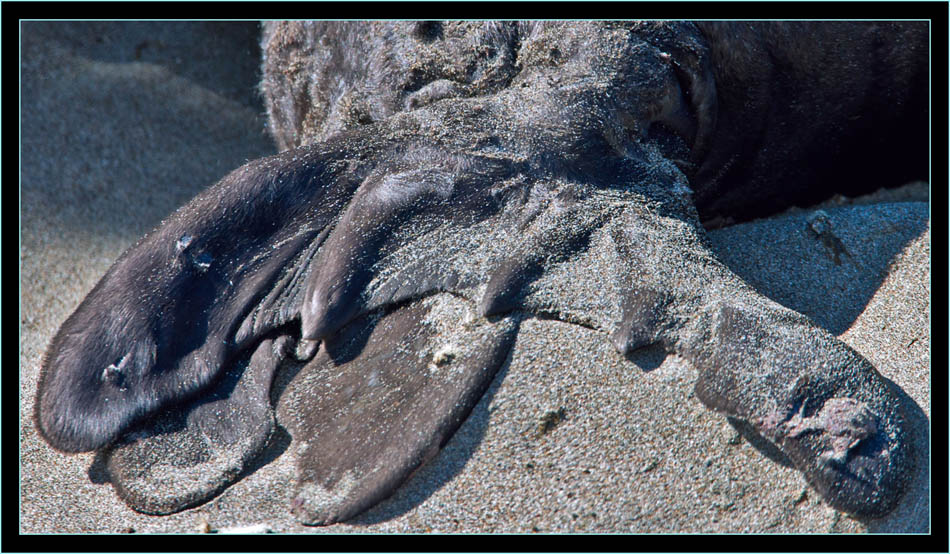 Seal Tail - Piedras Blancas Rookery, California 