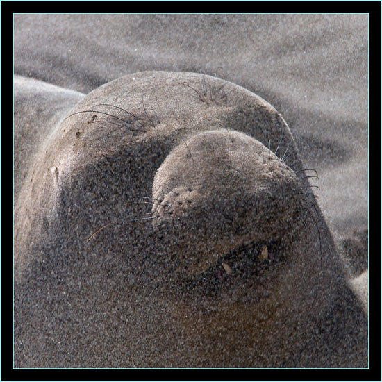 Sand Fall - Piedras Blancas Rookery, California