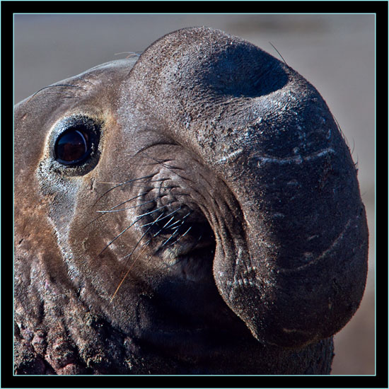 Male Elephant Seal - Piedras Blancas Rookery, California