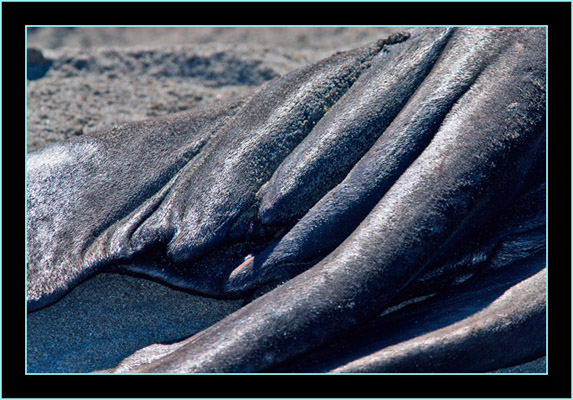 Seal Tail - Piedras Blancas Rookery, California 