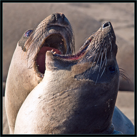 Female Elephant Seals - Piedras Blancas Rookery, California