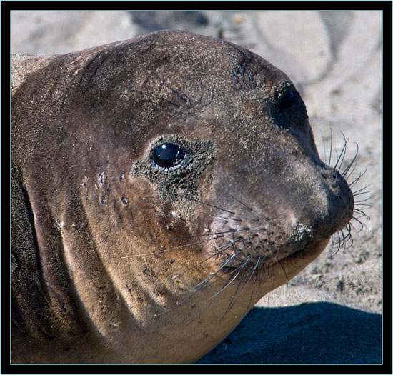 Elephant Seal - Piedras Blancas Rookery, California