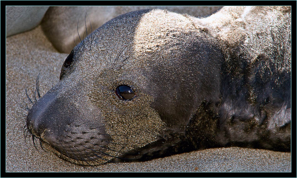 Elephant Seal Pup - Piedras Blancas Rookery, California 