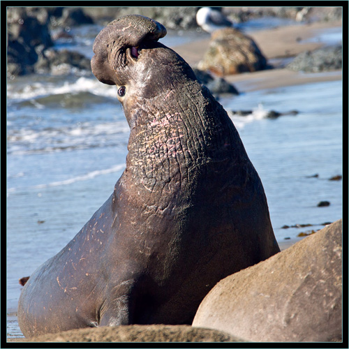 Male Elephant Seal - Piedras Blancas Rookery, California 