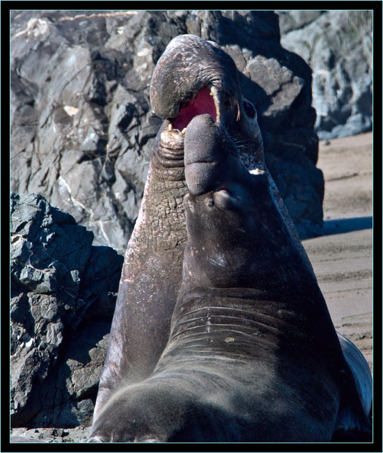 Magnificent Males - Piedras Blancas Rookery, California