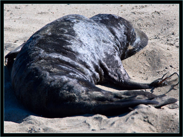 Elephant Seal Newborn - Piedras Blancas Rookery, California