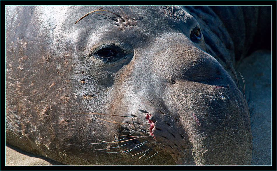 Male Elephant Seal - Piedras Blancas Rookery, California 