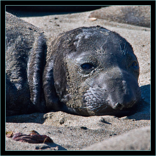 Elephant Seal Newborn - Piedras Blancas Rookery, California