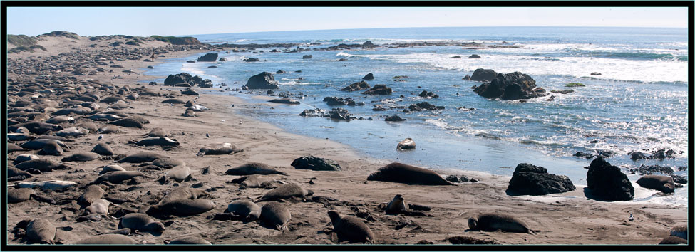 Piedras Blancas Rookery, California