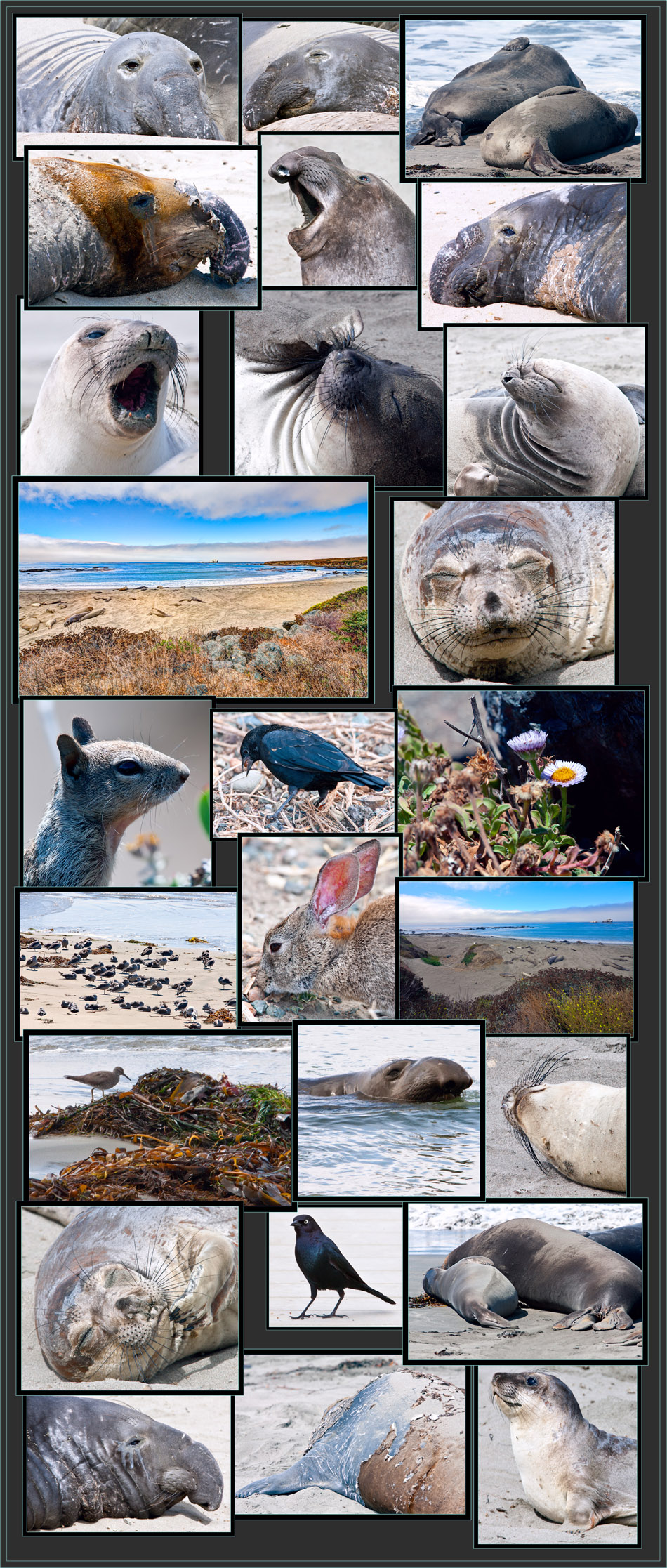 Views Around The Rookery - August, 2012 - Piedras Blancas Rookery, California