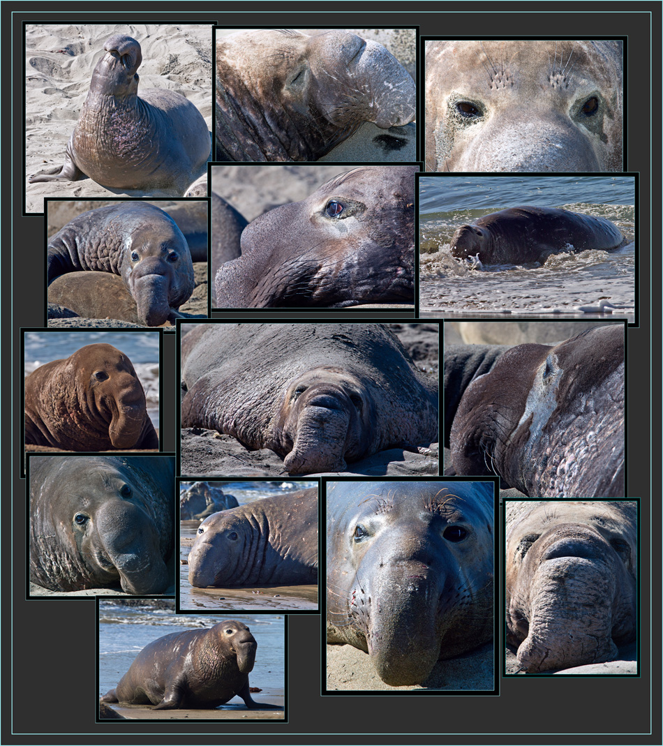 Male Elephant Seal - Piedras Blancas Rookery, California 