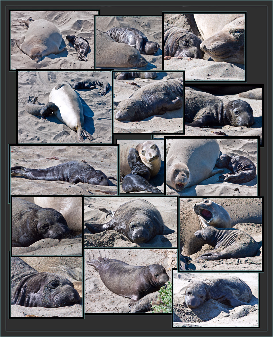 Pups in the Rookery - Piedras Blancas Rookery, California