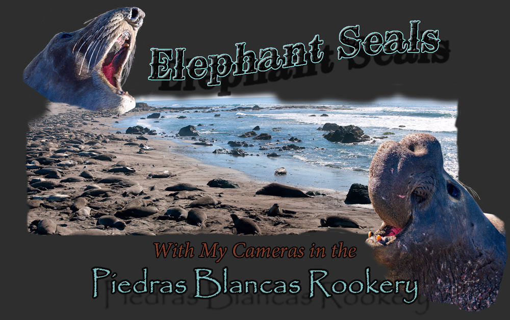 Elephant Seals - With My Cameras in the Piedras Blancas Rookery - Kirk M. Rogers Photography