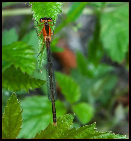 Damselfly