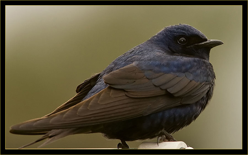 Purple Martin