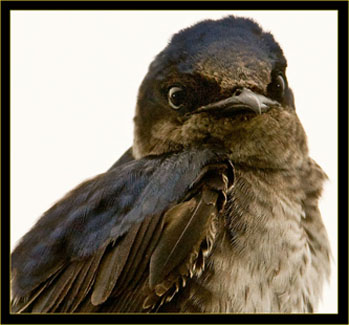 Purple Martin