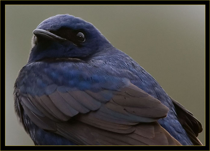 Purple Martin