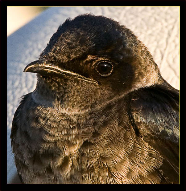 Purple Martin - female