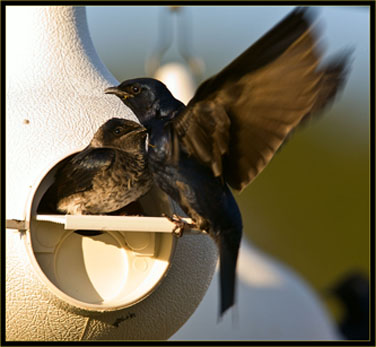 Purple Martin