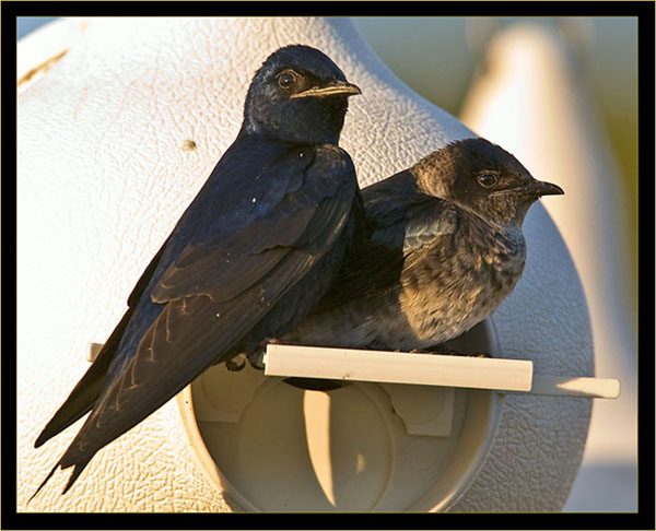 Male & female Purple Martins