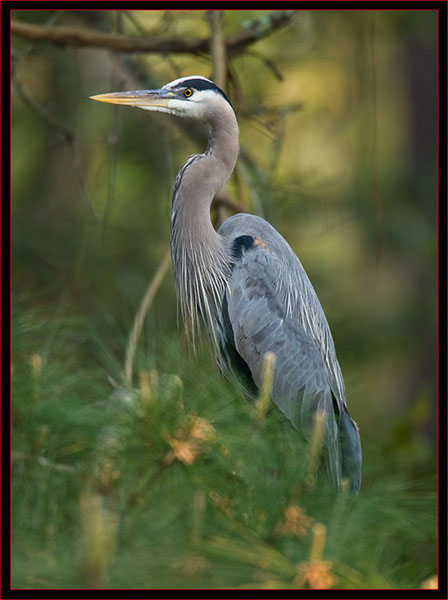 Great Blue Heron