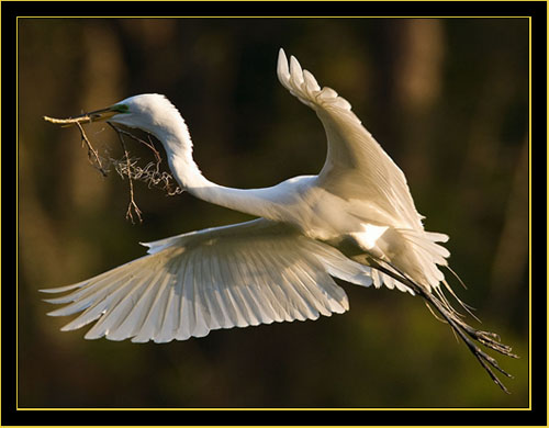 Great Egret in flight